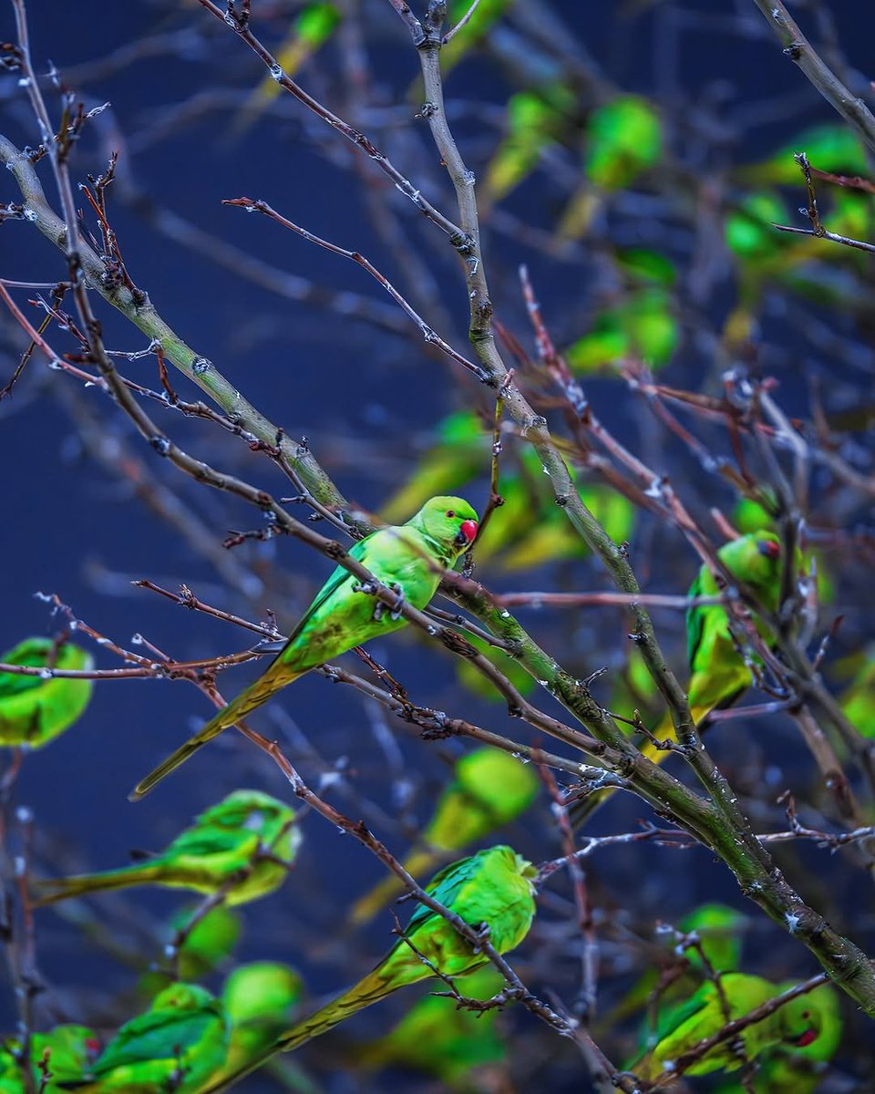 ESPETÁCULO! Árvore em Londres parecia estar cheia de folhas, mas na verdade, estava coberta de periquitos.
