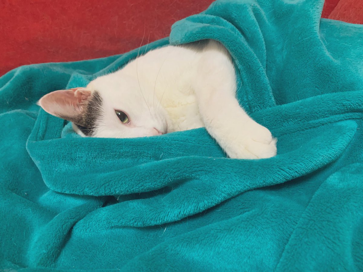 九条キヨ@支度中 (@9joooooo) / Posts / X