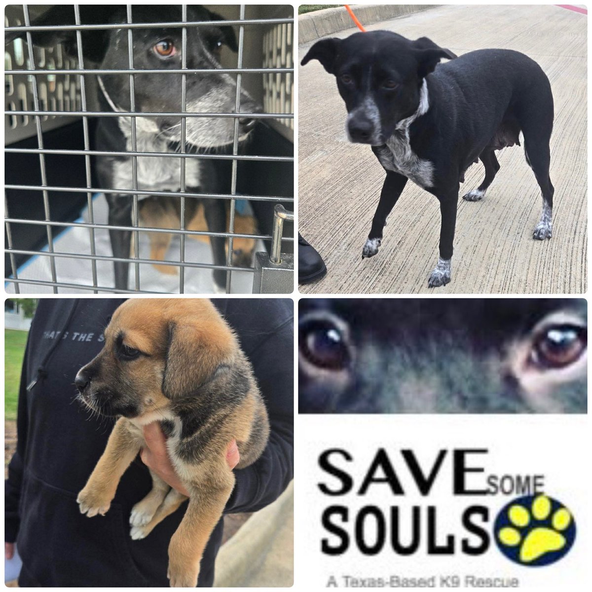 @PawsnTails4TX 🇺🇸🇺🇸🐾🐾 tweet media