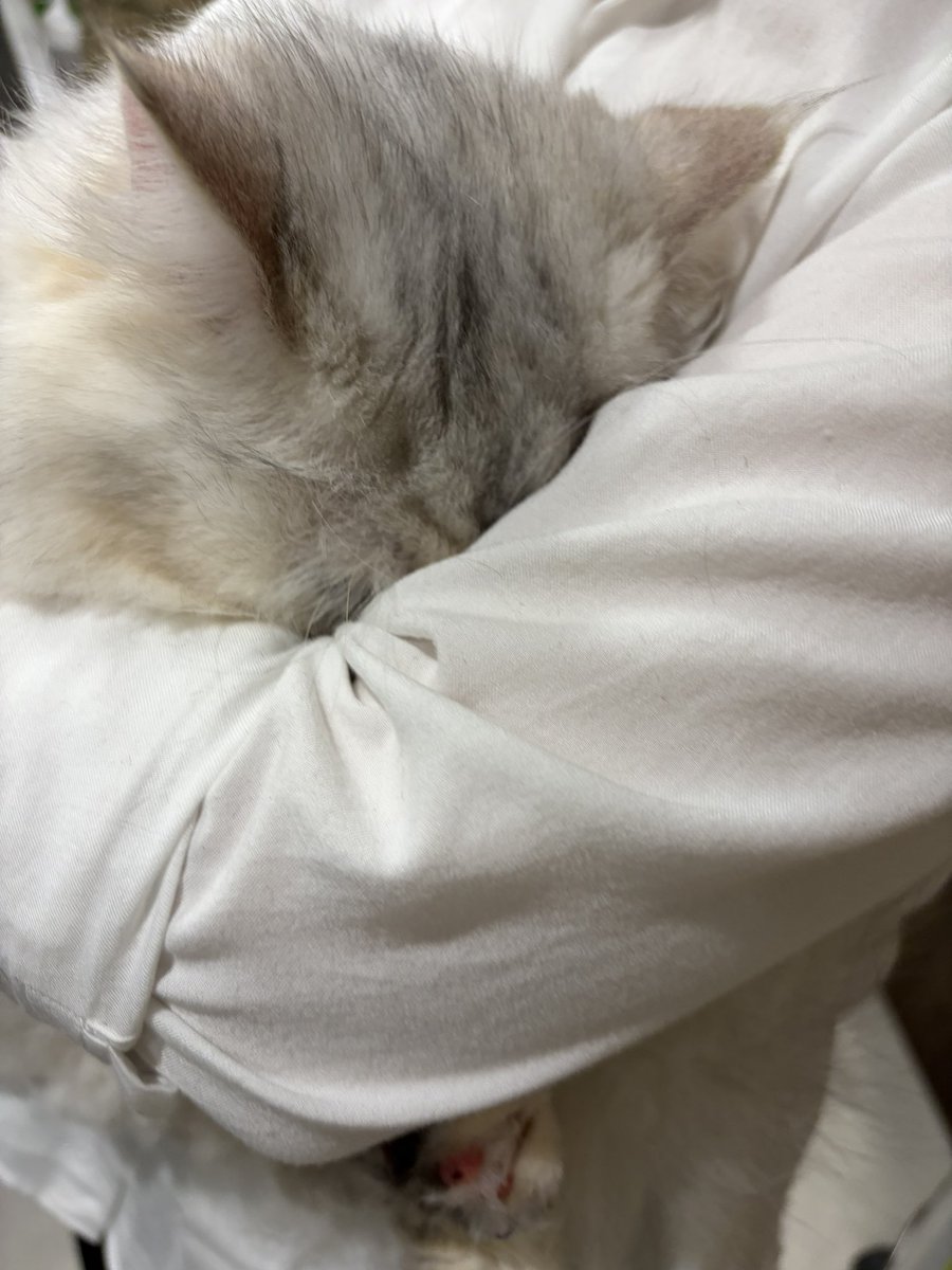 こんにちは🐈させたら
どっちもめっちゃ嫌がってたの萌えた...