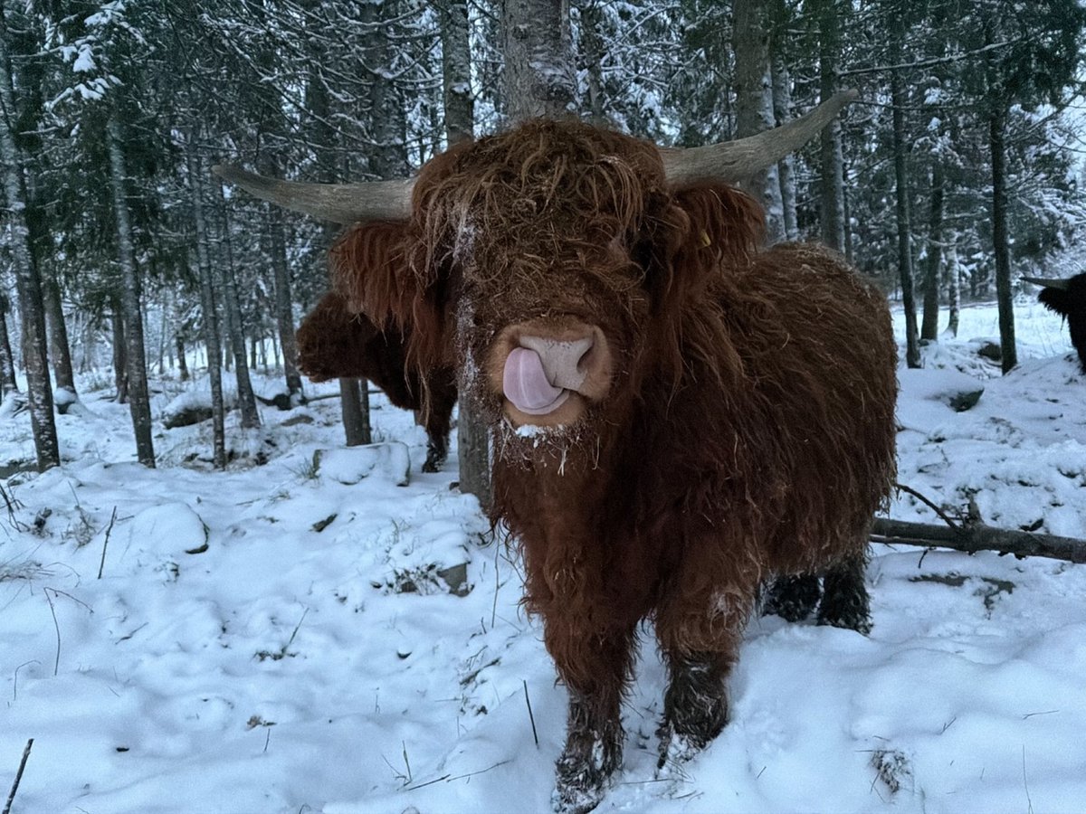 Highland Cattle photo of the day