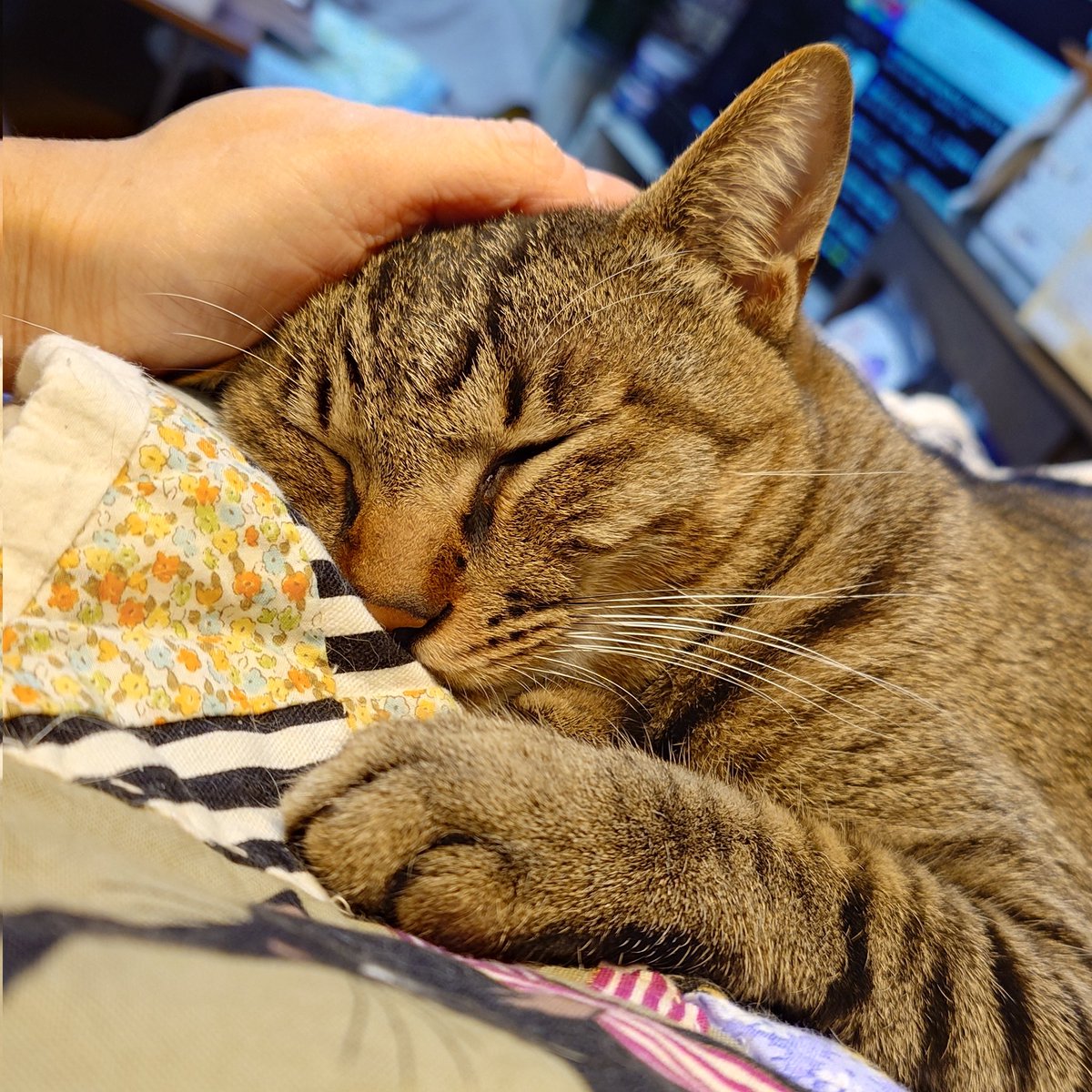 MichiruF's tweet image. なにか嫌な夢を見たのか、悲しい声で鳴くちびすけ。そっと起こしたら、頭に手を置いておくよう促し、またぷすりと寝ました(笑)。
#N機関 #ちびすけ