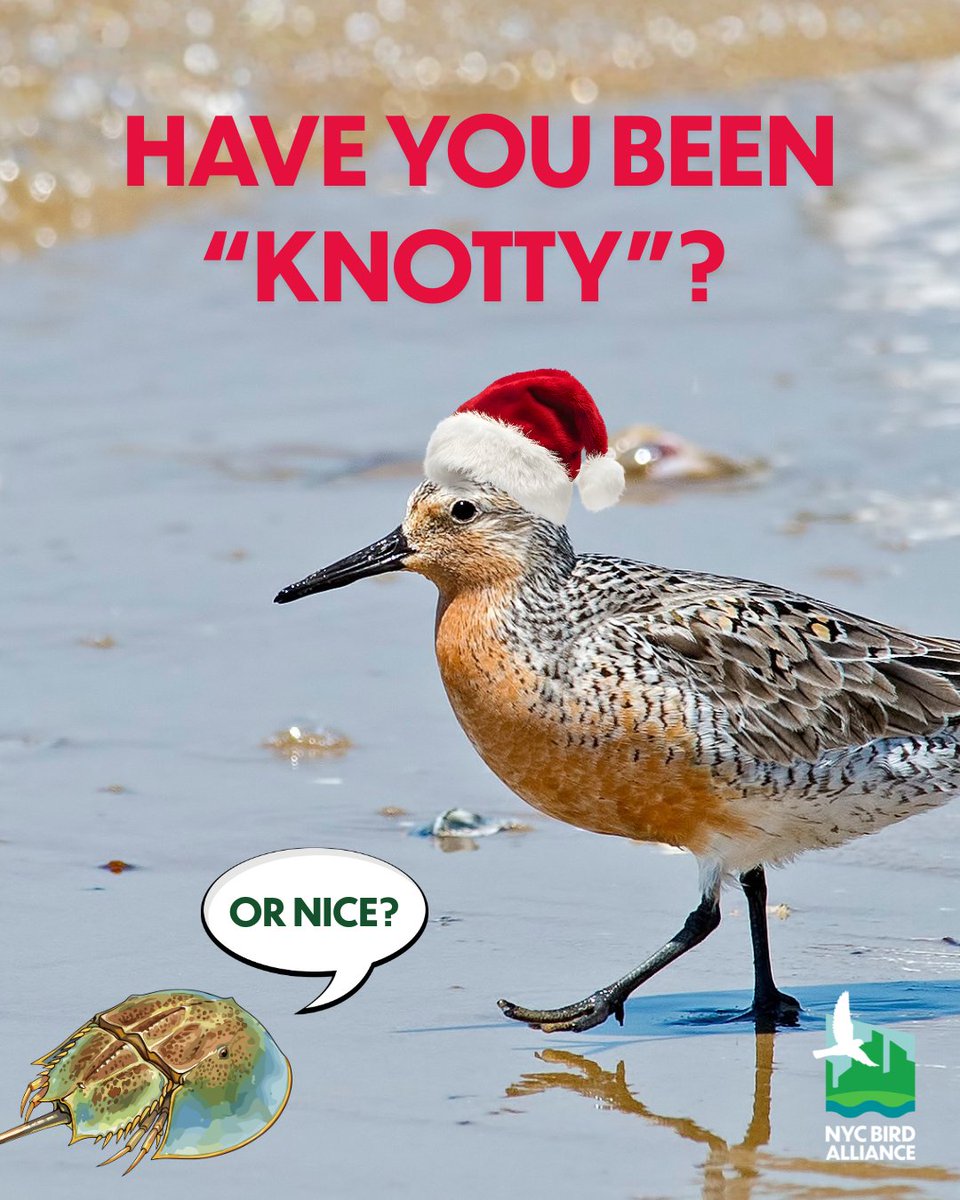 nycbirdalliance's tweet photo. Have you been "knotty" this year? Get on #TheNiceList!
👉 Visit the link in our bio
👉 Take 90 secs to email @GovKathyHochul
👉 Advocate for the #HorseshoeCrabProtectionAct
This bill will protect #shorebirds—like the #RedKnot ❤️—that rely on #horseshoecrab eggs for migration https://t.co/nE2pCSNXED