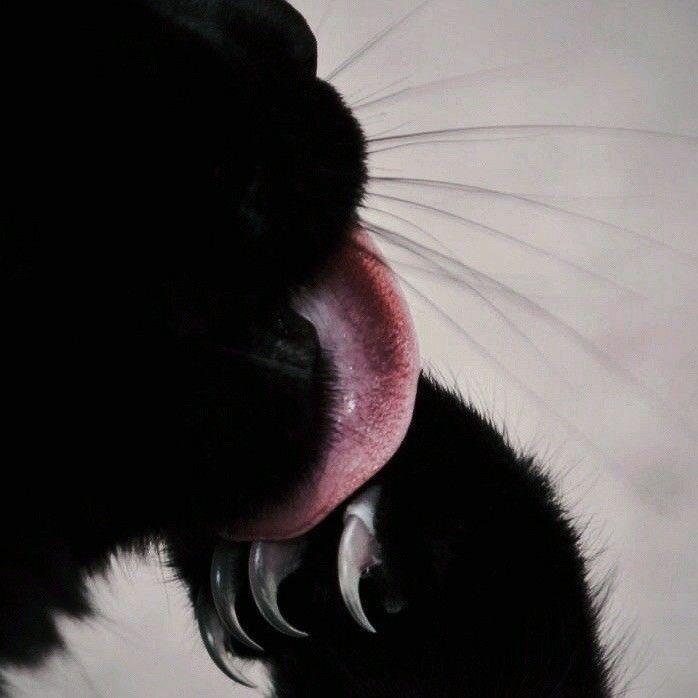 Black cats are not bad luck tweet media