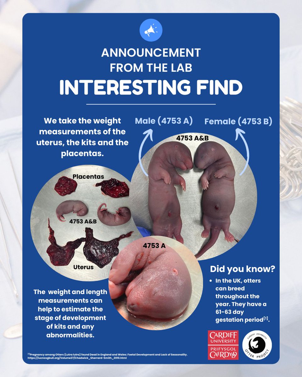 Otter Project tweet media