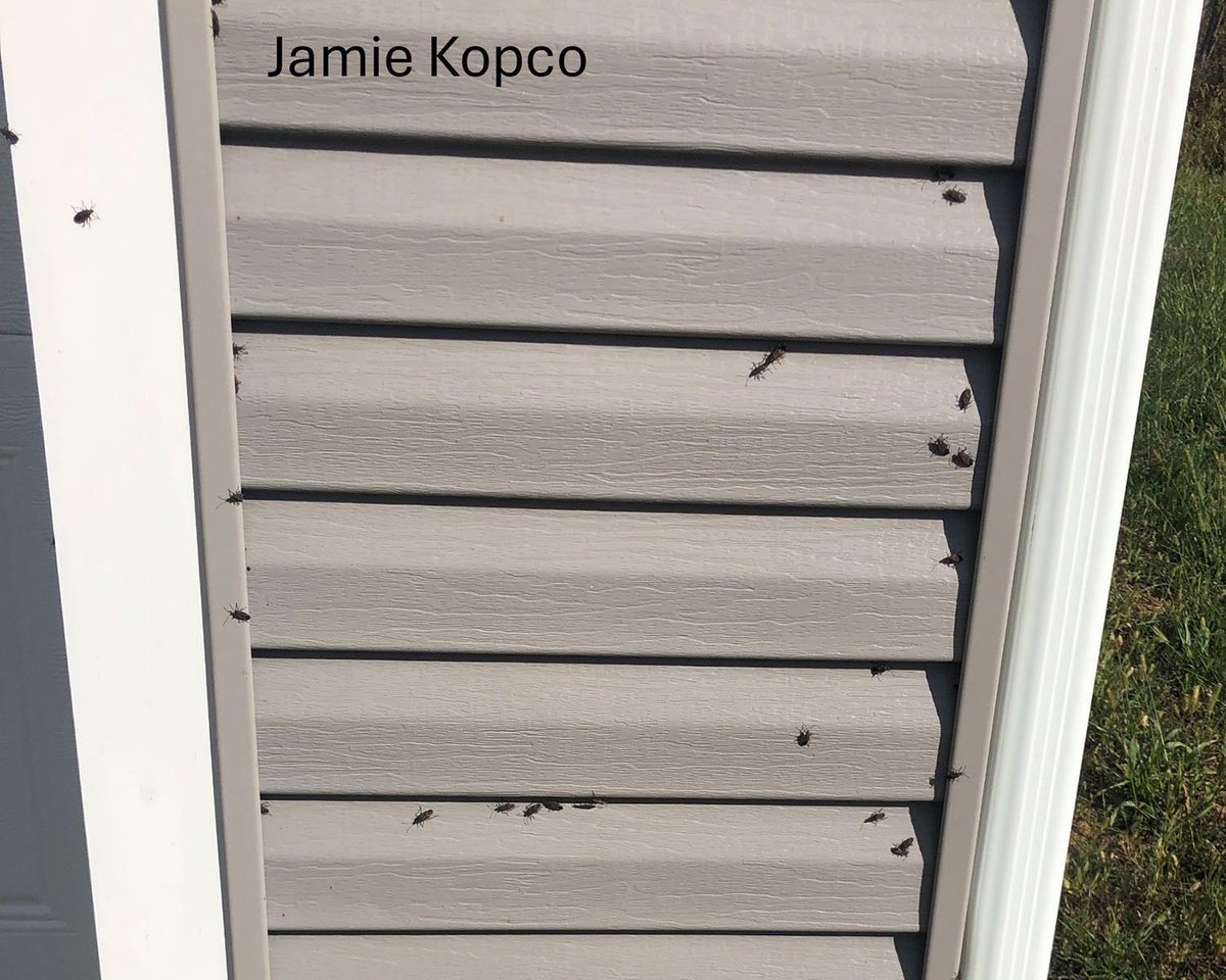 Penn State Pesticide tweet media