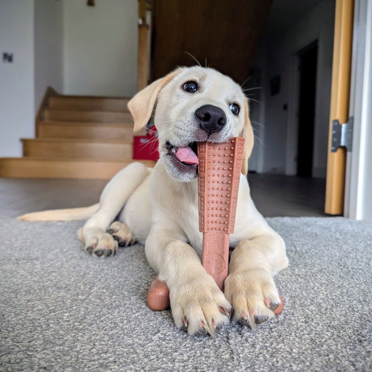 HearingDogs's tweet image. Send a present to our pups ✨

We make sure every puppy has all they need to start their training journey, from chew toys to training leads!

You can support us by gifting items from our Amazon Wishlist to donate directly to their puppy packs.

ow.ly/ra9150XJxHU