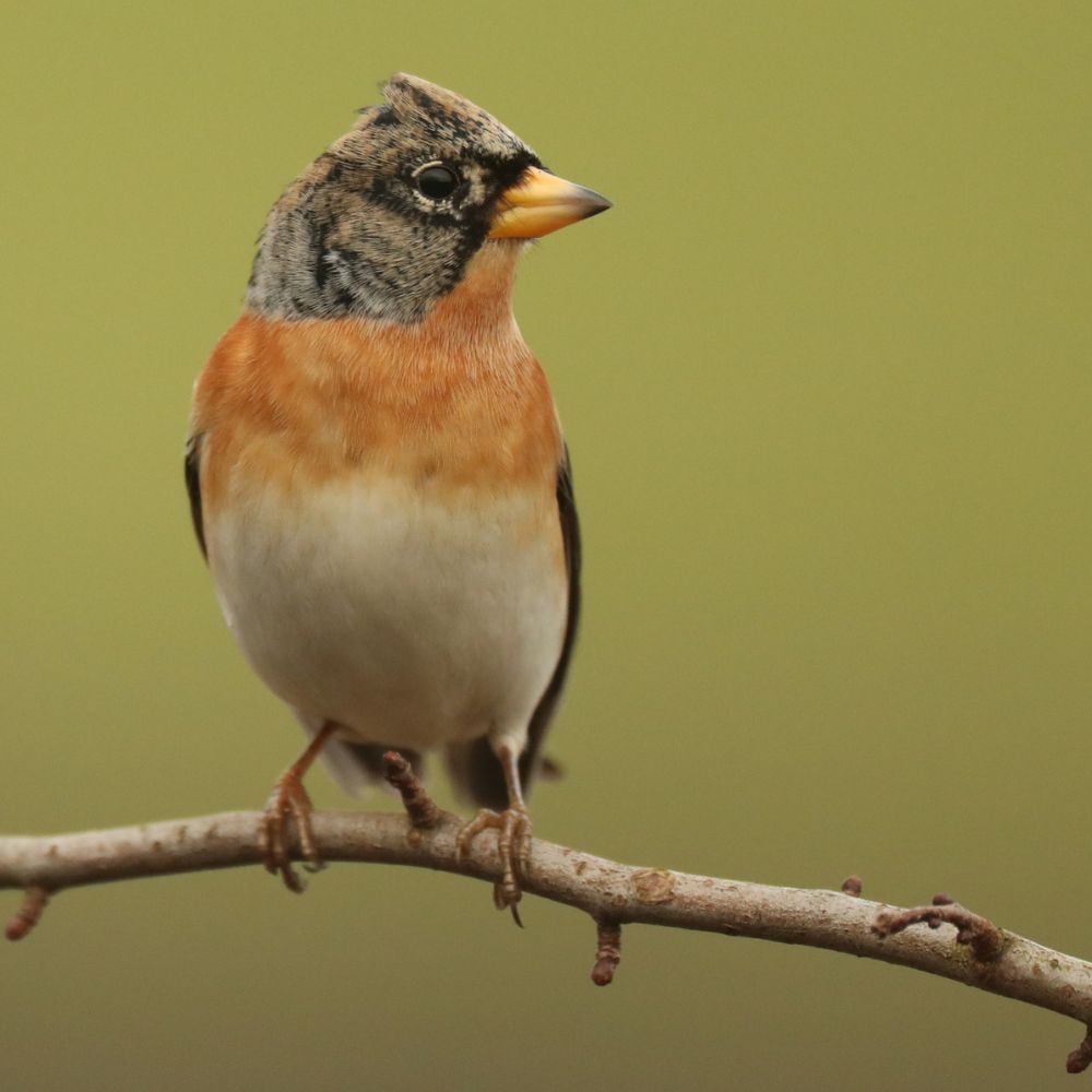 RobertEFuller's tweet photo. Photo of the week 📸
Did you know male bramblings only have this mottled grey-brown head in winter. In summer it turns a sleek jet black colour. https://t.co/6zGED1bn7D