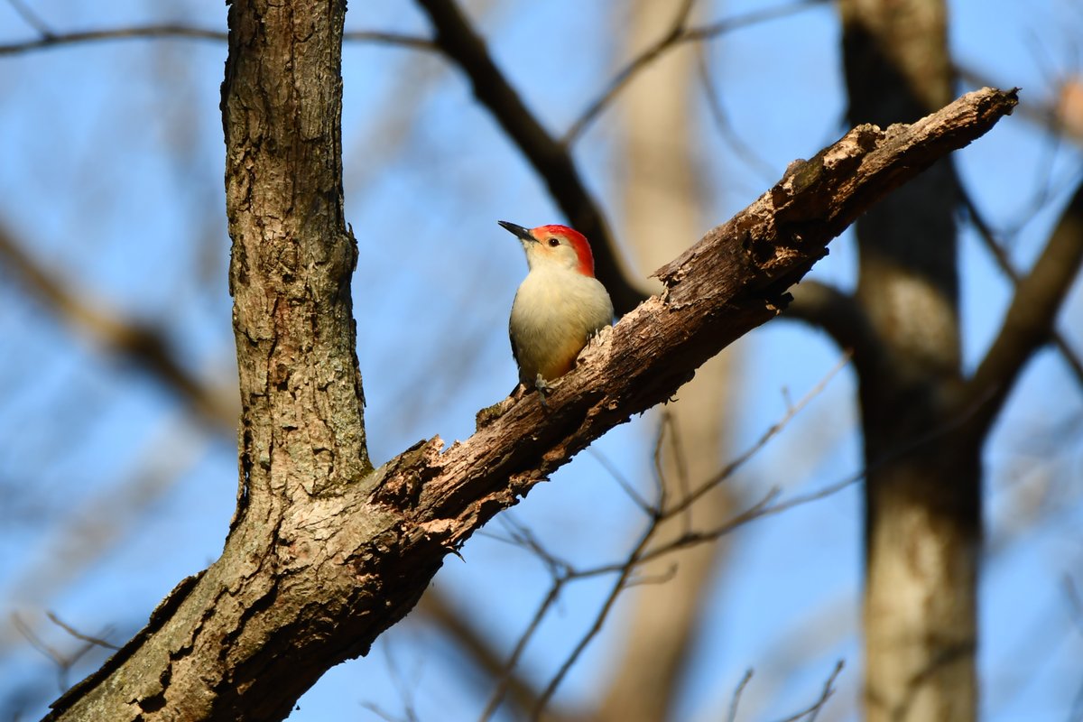 todaysbird's tweet image. Red-bellied woodpecker.
(Photo by Glenn P. Knoblock)
#birds #NaturePhotography #wildlife #nature