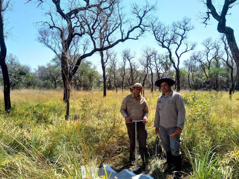BravoSjbravo's tweet image. Compartimos con alegría este trabajo sobre rasgos funcionales y potencial germinativo de Tabebuia aurea, en el límite austral de su distribución.  Muy agradecida por el trabajo conjunto myb.ojs.inecol.mx/index.php/myb/…