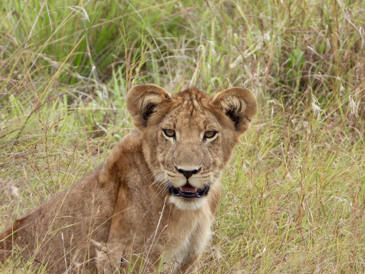 gorillacd's tweet image. Mustafa, coordinateur international pour le projet lion dans la vallée d'Ishasha, nous a partagé de récentes observations :⁠

"Masika, la lionne alpha à un œil, s'en sort remarquablement bien avec sa troupe. Comptant neuf membres, dont ses petits et ceux de sa fille P1, elle a…