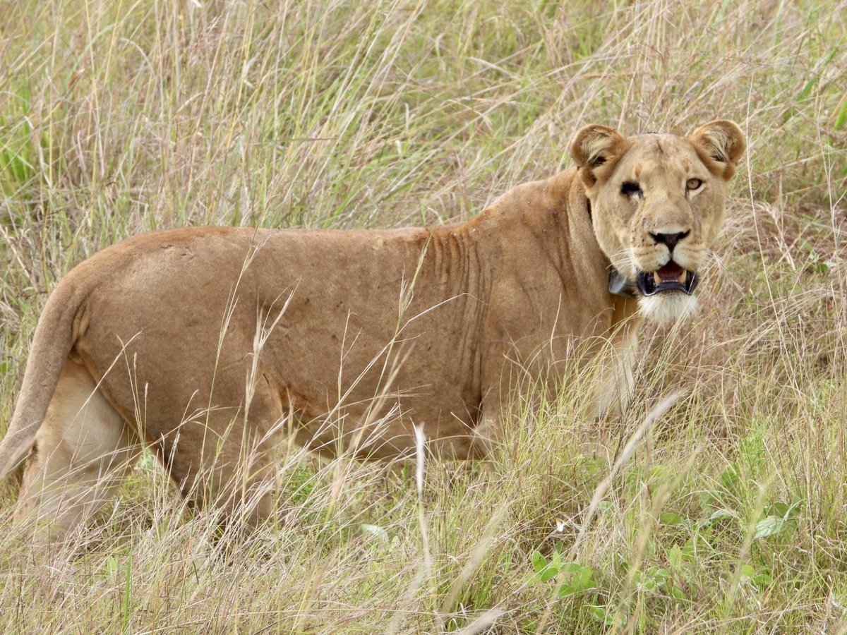 gorillacd's tweet image. Mustafa, coordinateur international pour le projet lion dans la vallée d'Ishasha, nous a partagé de récentes observations :⁠

"Masika, la lionne alpha à un œil, s'en sort remarquablement bien avec sa troupe. Comptant neuf membres, dont ses petits et ceux de sa fille P1, elle a…