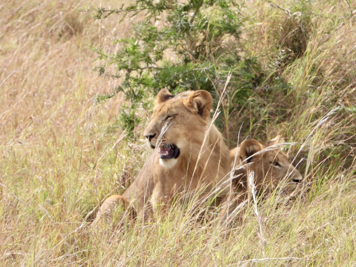 Mustafa, coordinateur international pour le projet lion dans la vallée d'Ishasha, nous a partagé de récentes observations :⁠

"Masika, la lionne alpha à un œil, s'en sort remarquablement bien avec sa troupe. Comptant neuf membres, dont ses petits et ceux de sa fille P1, elle a