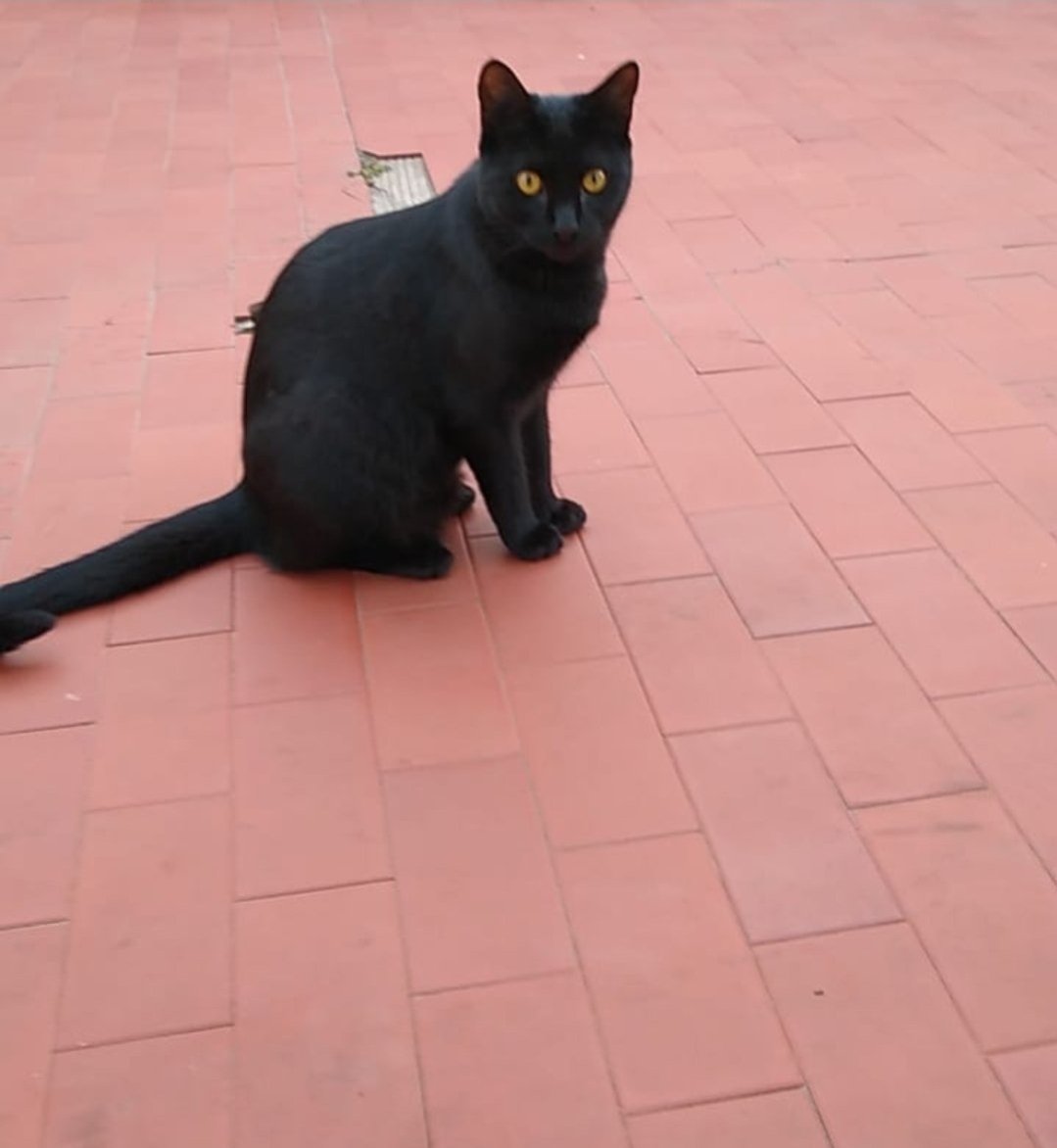 LA SEGUIMOS BUSCANDO !!!!! 
👇👇👇👇👇👇
#ATENCIÓN #URGENTE #UrgenteCOMPARTAN o bien ME AYUDARÍAN MUCHO con RT para difundir. Es la gatita de mi familia. Si me leen repito POR FAVOR AYÚDENME con RT para su difusión #Gracias 🙌🏻🙏🫵