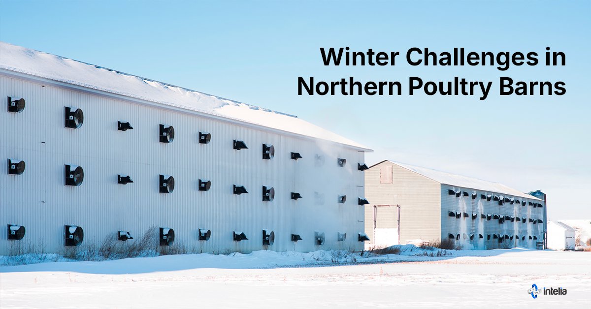 intelia.com tweet media