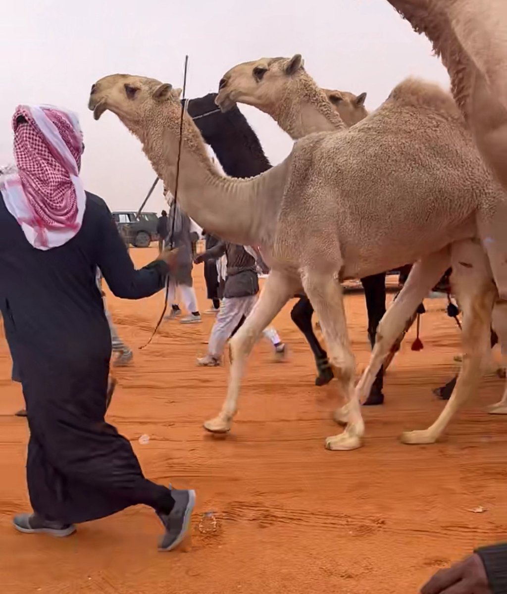 قرم العبادل tweet media