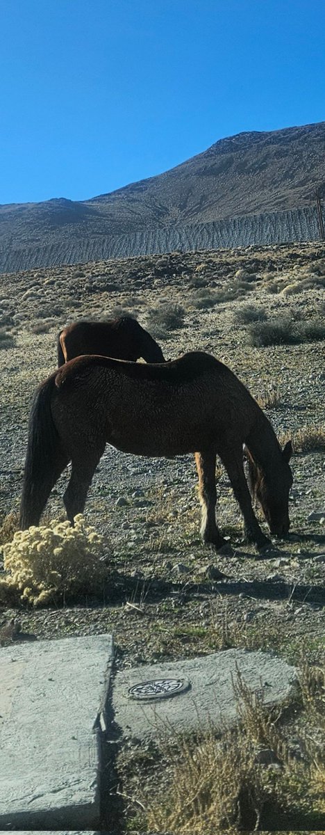 Wild horses outside my work, cool experience.