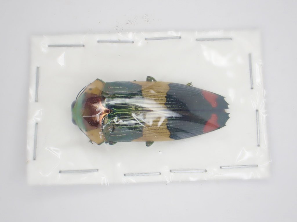 緑　スハンダエオウサマムカシタマムシ　Calodema suhandae 標本 標本 スハンダエオウサマムカシタマムシCalodema suhandae 希少 A1