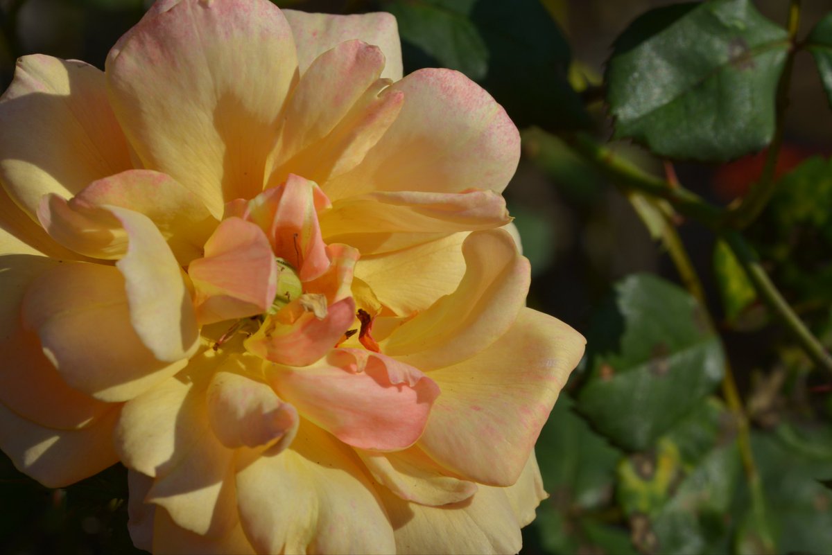 MF_ROOM (@elliott0610) on Twitter photo 