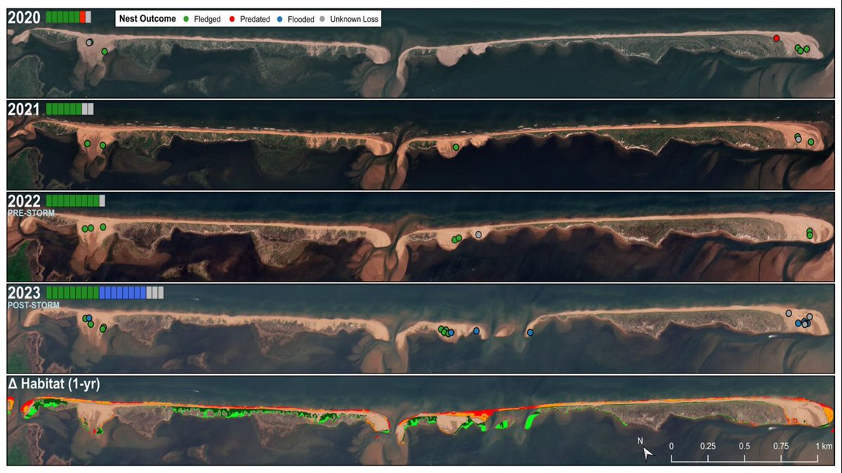 RemoteSens_MDPI's tweet image. 👉👉 Piping Plover #Habitat #Changes and Nesting Responses Following Post-Tropical #Cyclone #Fiona on Prince Edward Island, #Canada

✍️ Ryan Guild et al.
🔗 brnw.ch/21wYp9E