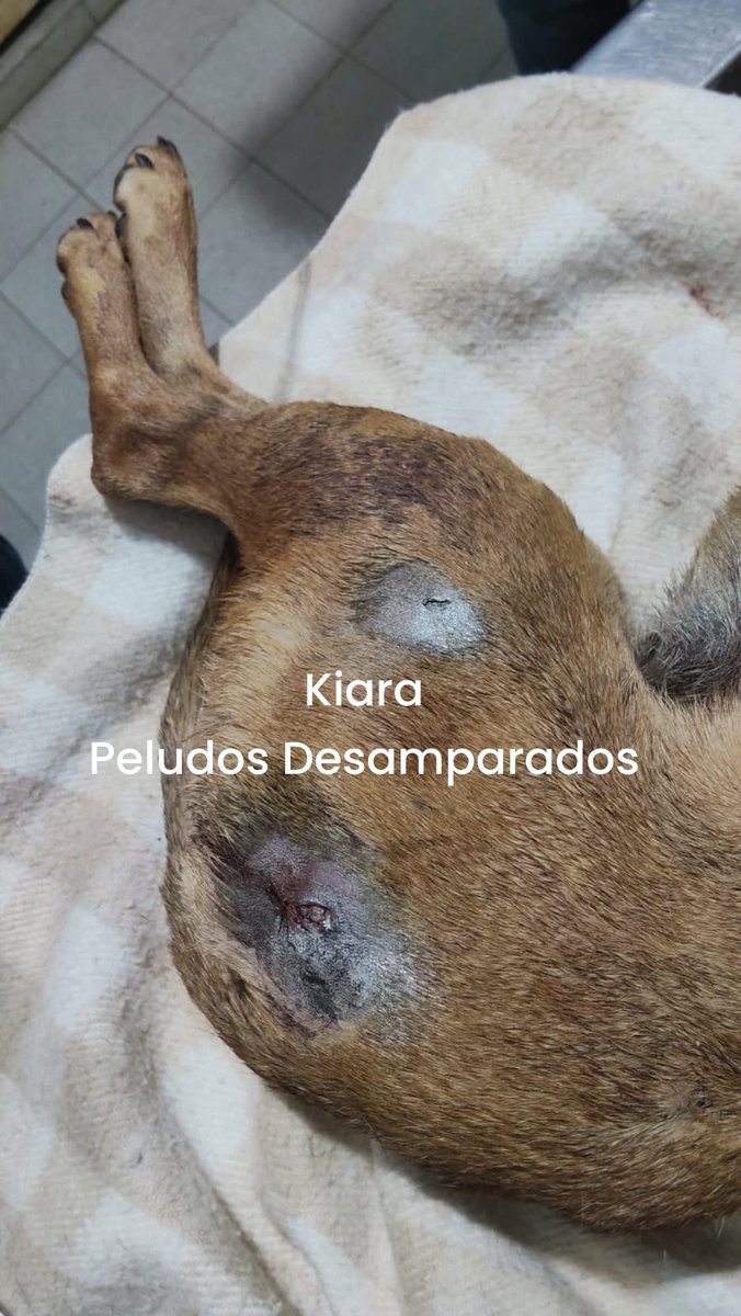 Plu2Desampara2's tweet image. Amigos, les informo que 𝐊𝐈𝐀𝐑𝐀 fue operada y les aseguro que está haciendo atendida por expertos, lamentablemente los pronósticos aún son muy reservados y ella aún está grave.

Si en tus posibilidades esta ayudarla a cubrir sus gastos médicos veterinarios, te lo vamos a…