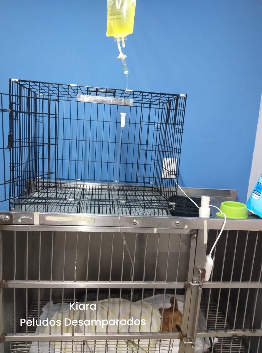 Plu2Desampara2's tweet image. Amigos, les informo que 𝐊𝐈𝐀𝐑𝐀 fue operada y les aseguro que está haciendo atendida por expertos, lamentablemente los pronósticos aún son muy reservados y ella aún está grave.

Si en tus posibilidades esta ayudarla a cubrir sus gastos médicos veterinarios, te lo vamos a…