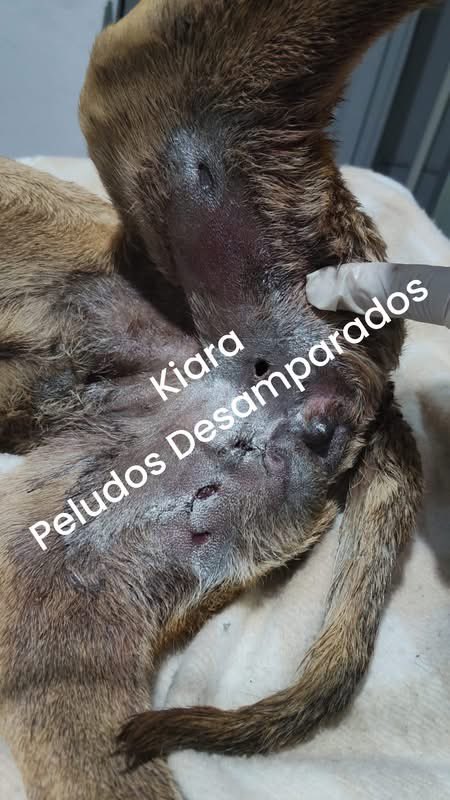 Plu2Desampara2's tweet image. Amigos, les informo que 𝐊𝐈𝐀𝐑𝐀 fue operada y les aseguro que está haciendo atendida por expertos, lamentablemente los pronósticos aún son muy reservados y ella aún está grave.

Si en tus posibilidades esta ayudarla a cubrir sus gastos médicos veterinarios, te lo vamos a…