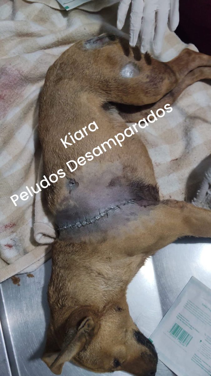 Plu2Desampara2's tweet image. Amigos, les informo que 𝐊𝐈𝐀𝐑𝐀 fue operada y les aseguro que está haciendo atendida por expertos, lamentablemente los pronósticos aún son muy reservados y ella aún está grave.

Si en tus posibilidades esta ayudarla a cubrir sus gastos médicos veterinarios, te lo vamos a…