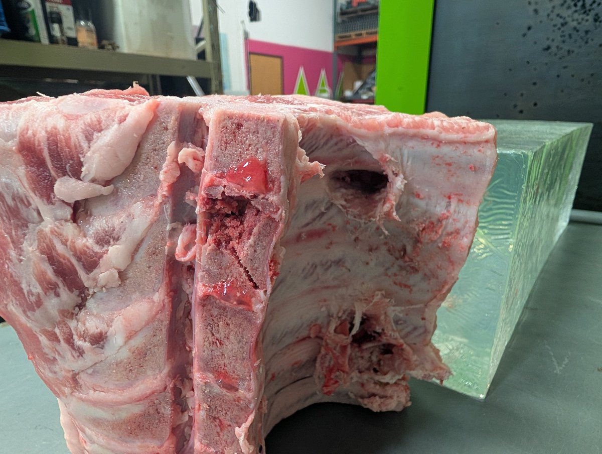 FenixAmmunition's tweet image. I just shot through this pork loin rack with a .380ACP 90gr hollowpoint.

15 times.  I arranged the rack in several different configurations to make sure I was hitting as much bone and flesh as possible.

None were stopped by the pork.

Some continued as far as 9" into the gel…