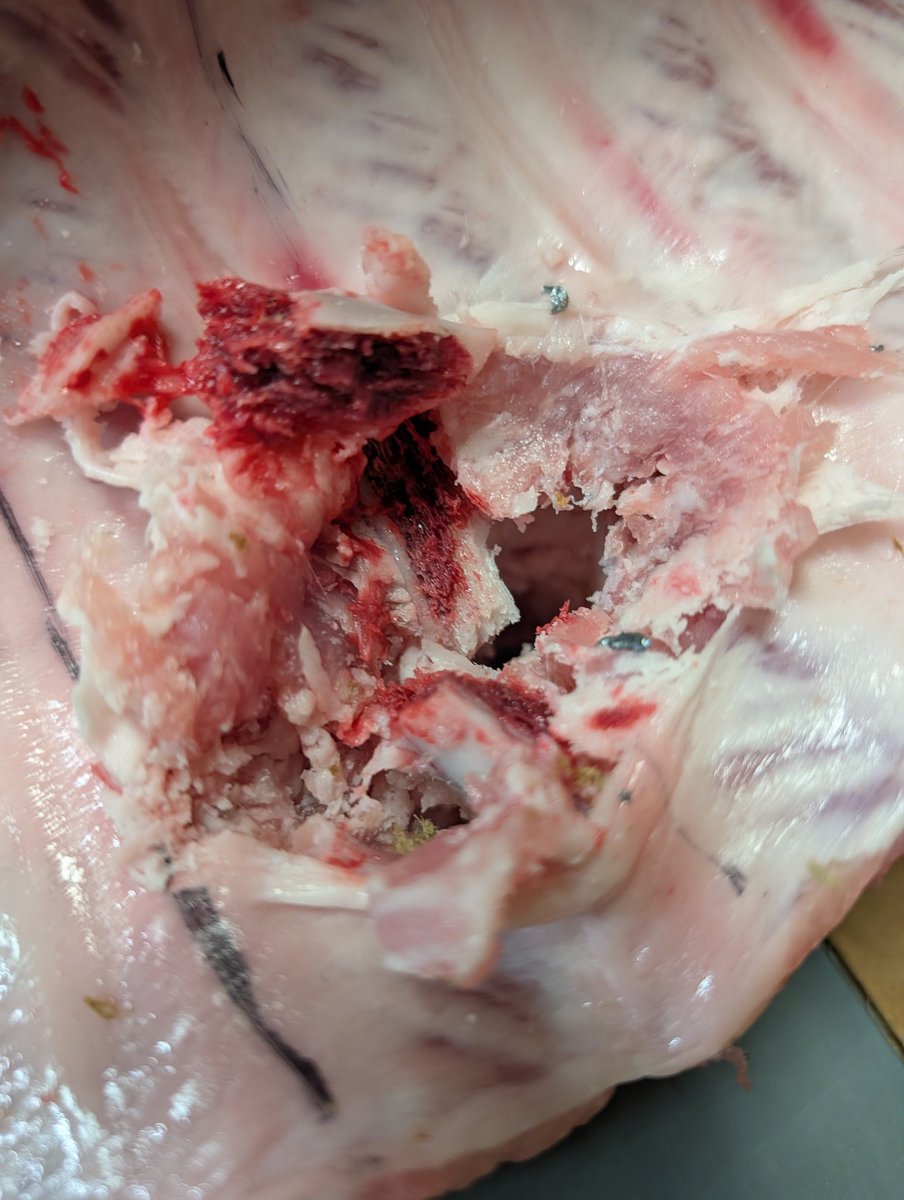 FenixAmmunition's tweet image. I just shot through this pork loin rack with a .380ACP 90gr hollowpoint.

15 times.  I arranged the rack in several different configurations to make sure I was hitting as much bone and flesh as possible.

None were stopped by the pork.

Some continued as far as 9" into the gel…