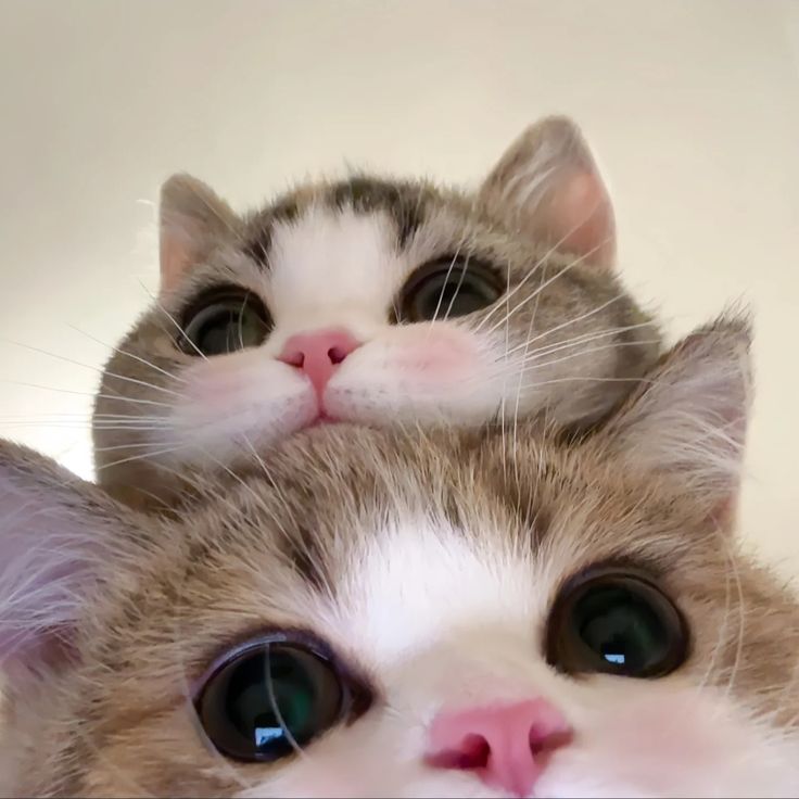 nekocatts's tweet photo. https://t.co/m7mKnPCowH