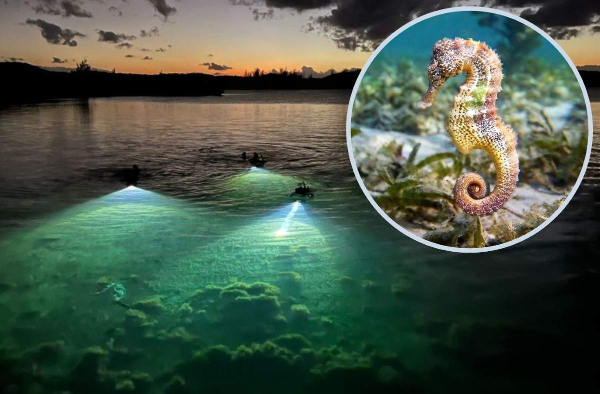 EcoInventos tweet media