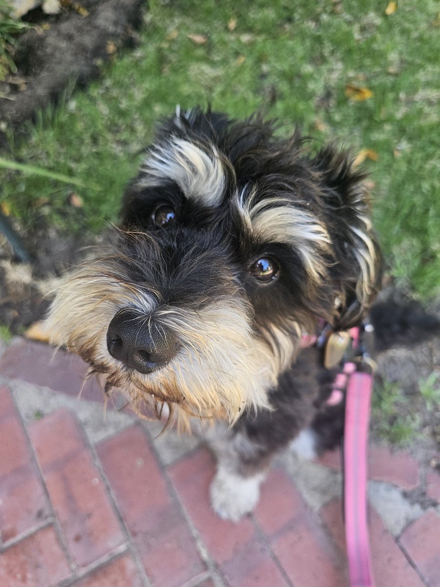 ❤️

#miniatureschnauzer #schnauzer