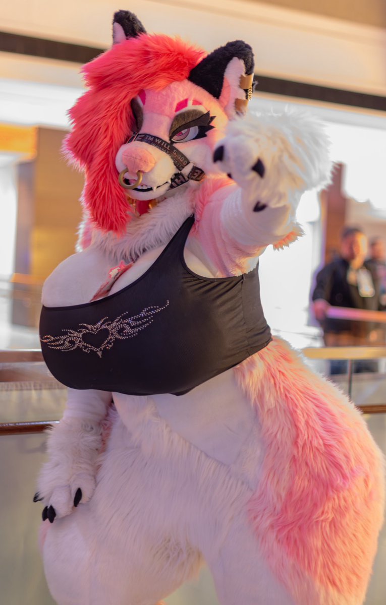 would you say i’m a 🐺⭐️?

📸: okami-kirk on bsky!!