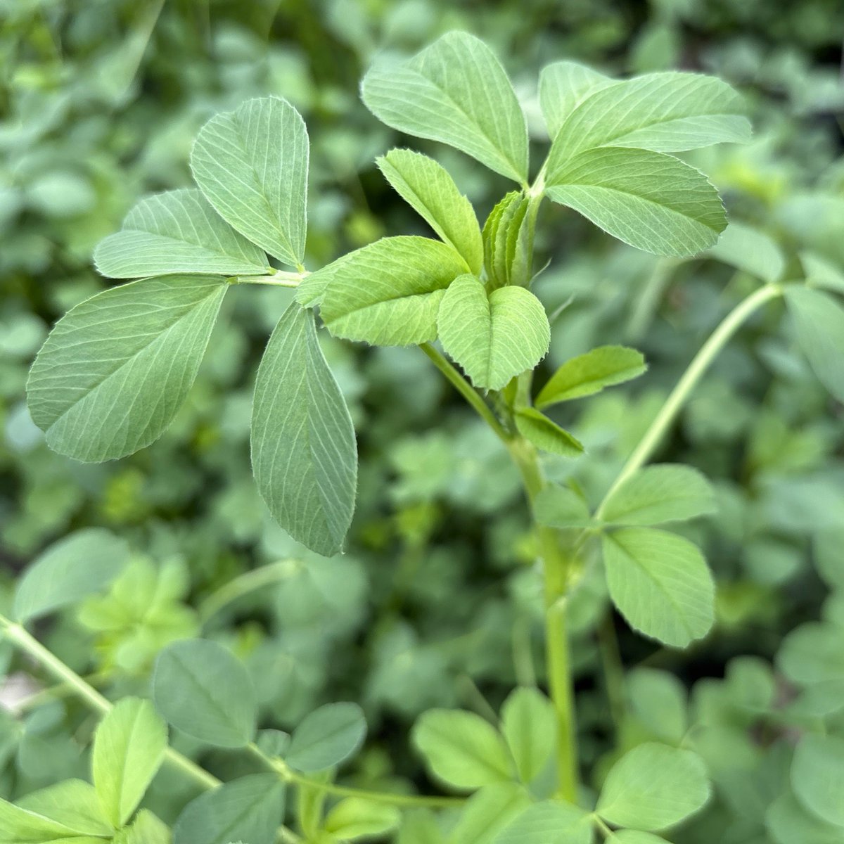 DLF Canada tweet media