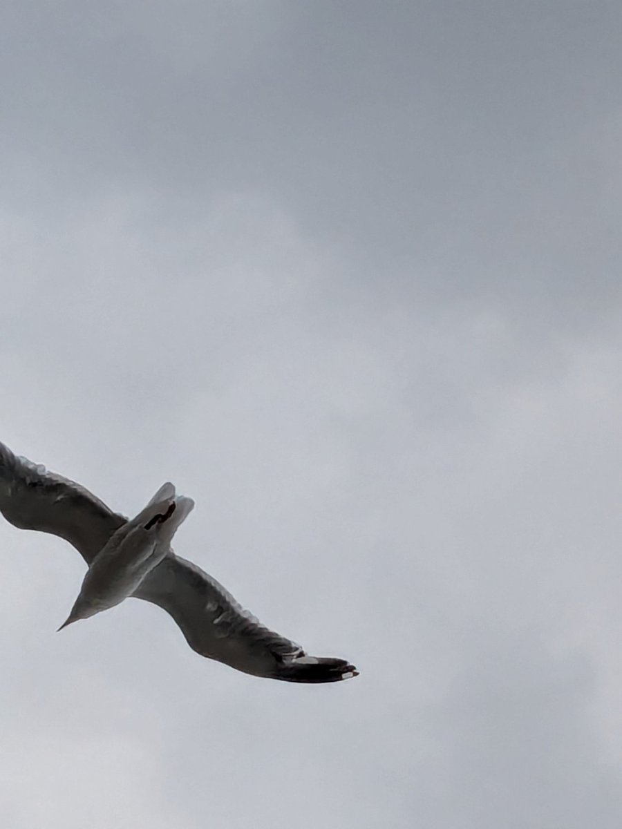 物凄く近寄ってくると思えば、以前浜辺でお会いした大きめのカモメ🪽✨