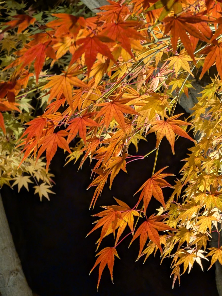 ヨッシー (@AOGSDkw5Qmr1X51) / Posts / X