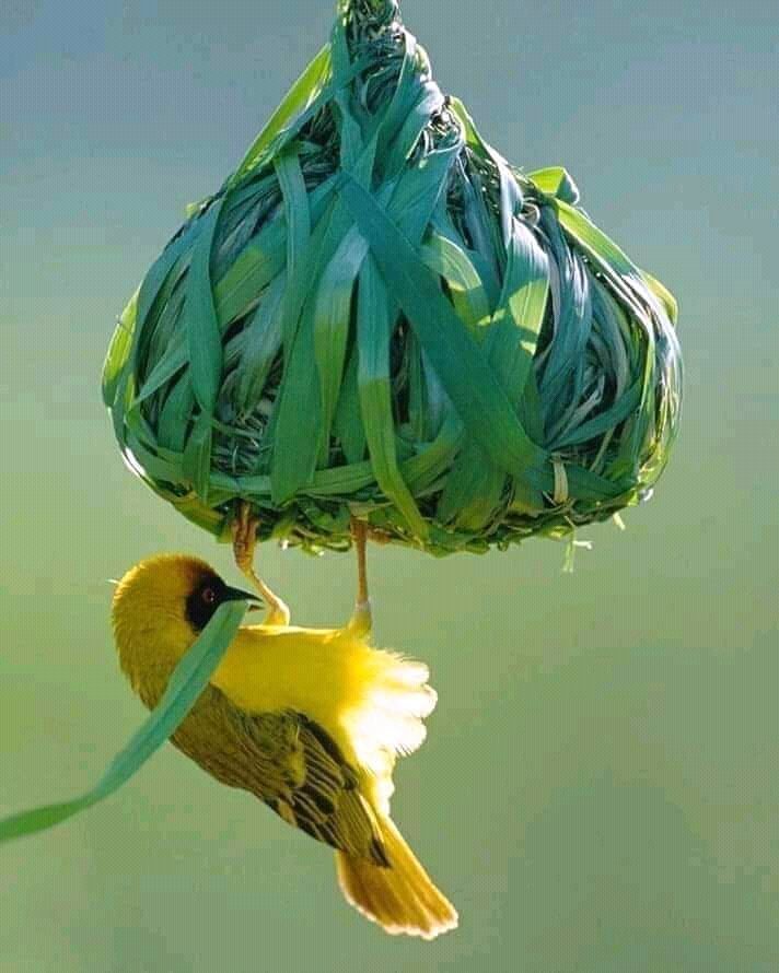 Realiyima's tweet image. In 2026, the Nigerian men of God will openly collect advance rent-fee for any capable member who wants to rent house in heaven.