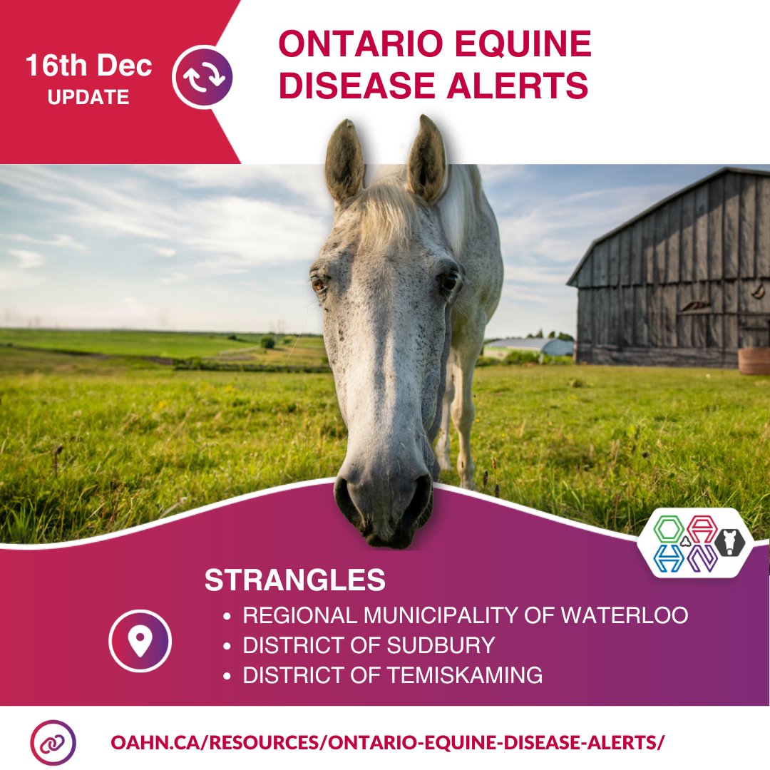 Ontario Equine Disease Alert

Strangles cases in: 
Regional Municipality of Waterloo
District of Sudbury
District of Temiskaming

More details and full list of Ontario equine disease alerts here:

oahn.ca/resources/onta…

#OntarioHorse #OntarioEquine