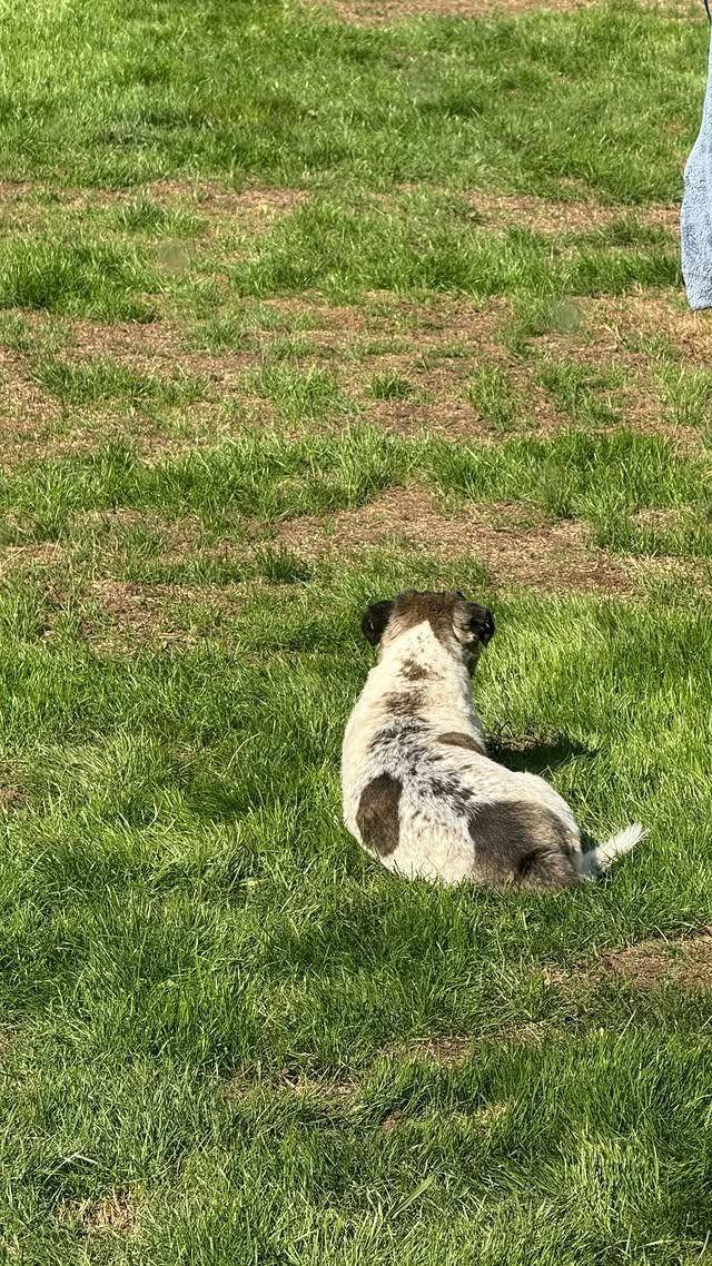 Chernyak_La's tweet image. Back to work
but not away from life
Light through the window
a quiet afternoon
and someone reminding me
how to rest without guilt   #SlowLiving  
#WorkAndLife  
#LifeWithDogs  
#HomeLight  
#CalmAfternoon