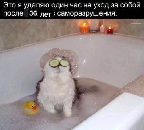 Borsique😺 (@borsique) on Twitter photo 