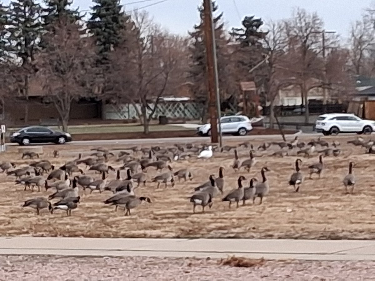 There are multiple flocks of Canada geese, which is my 2nd most hated bird species BTW. Anyway I scan about 500-700 each morning on the way to work looking for greater white fronted or snowy geese. I finally lucked upon a snowy this morning.