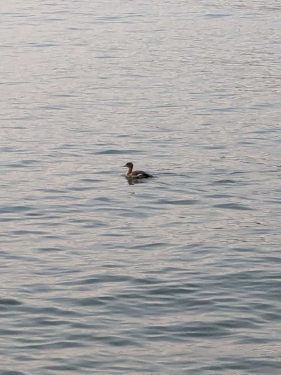 カモの様で鵜のようで、調べてみると冬になると日本に渡ってくる鳥のウミアイサ。

　知らない色んな鳥が見れる様になるまで自然界が生態系を作って、自然のサイクルが少しずつ動き出すまで、約1世紀。

大切にしていきたい自然環境🕊️✨