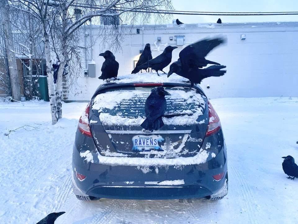 Liz M Edgington🇬🇧🇨🇦 tweet media