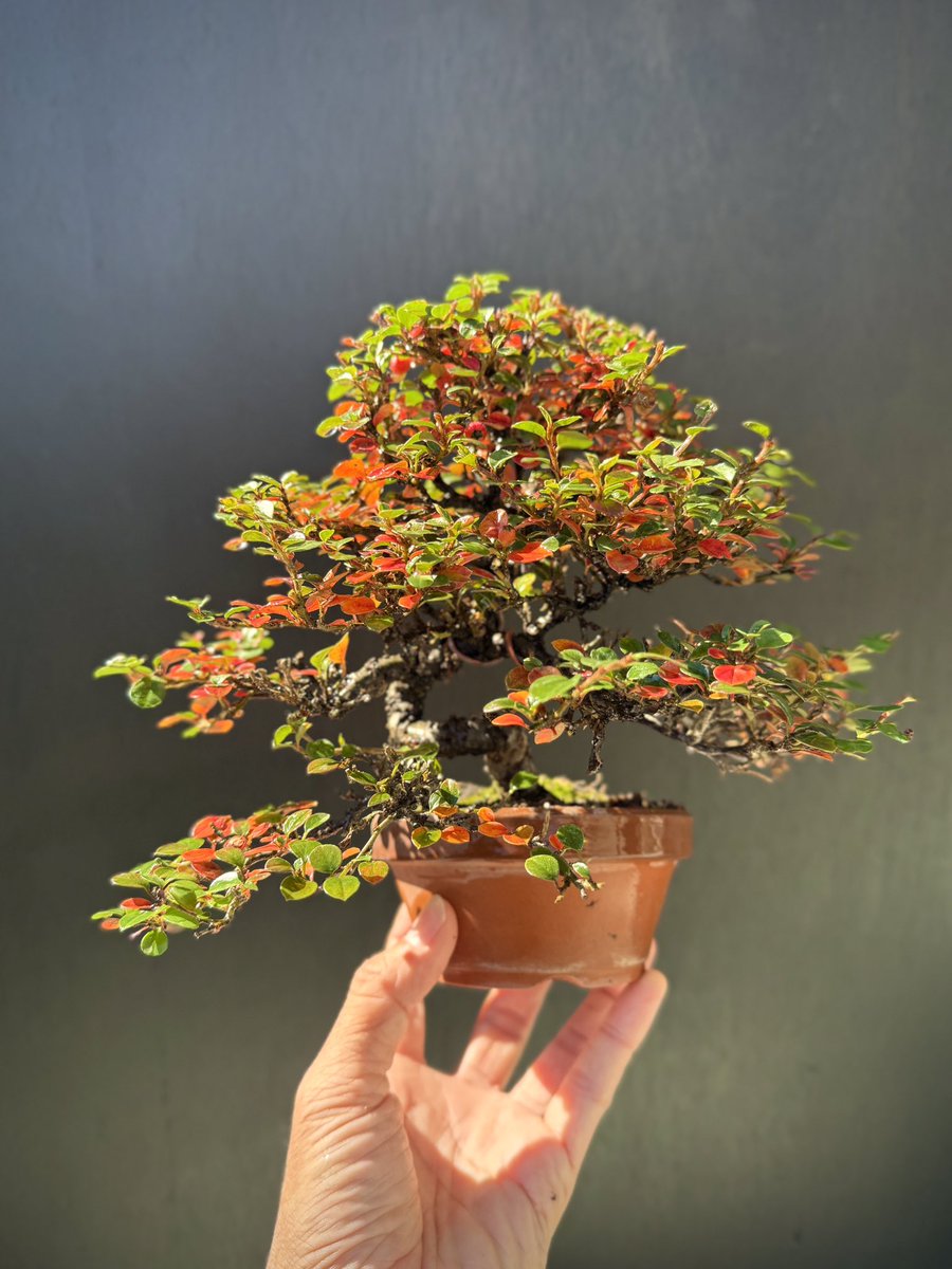 紅紫檀どないしたん。 #盆栽 #小品盆栽 #盆栽初心者 #bonsai #bonsaï
