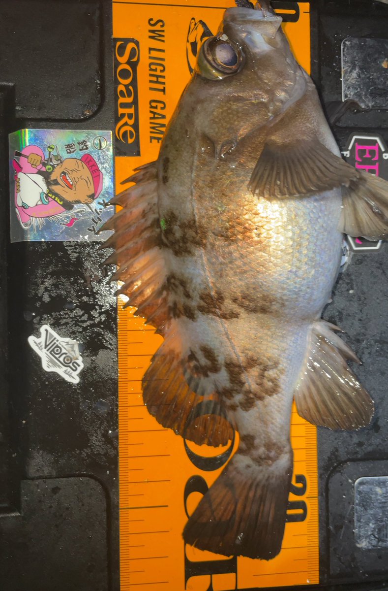 #知多メバリング🌰
そろそろどうかなーっと思ってたメバル
ジグヘッド1.3gに
#ERTEL #ブループ #黒のわーるっ‼︎
レンジを刻みながら表層中層ボトムと
探っていくとドンッと強いアタリ💪
中々の良型でしたがお腹が大きかったので
写真撮らせてもらいリリース❣️
メバルの力強い引きは堪りませんね🥰