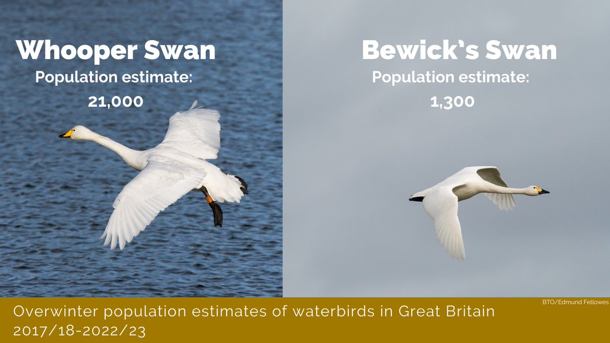 WeBS_UK's tweet image. International Swan Census data from 2020 was used to produce the overwintering population estimates of Bewick’s and Whooper Swans.🦢

If you would like to contribute to the next ISC in January, please view the vacant site map to request a site near you.⬇️

app.bto.org/gsmp/public/va…