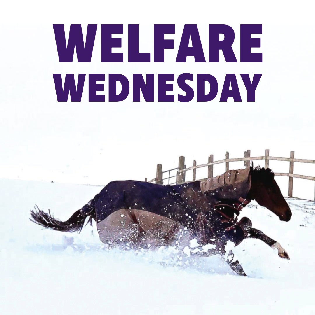 ownersgroupuk's tweet photo. For every Owners Group new share (any horse listed on https://t.co/HLxFpZRBAS) sold today, we will donate £10 to a registered racehorse charity. Unless specified by an owner, donations will be shared between a number of registered racehorse charities. If you make a purchase today and would like your donation to be sent to a specific registered racehorse charity, we would be happy to arrange that. To do this, please email today: donation@ownersgroup.co.uk