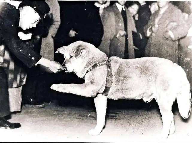 Blockchainapes's tweet photo. Hachikō’s story is a real and touching story from Japan about loyalty. 

He was an Akita dog who walked with his owner, Professor Ueno, to Shibuya Station every day and waited for him to return. In 1925, the professor died suddenly at work, but Hachikō didn’t know. 

He kept coming back to the station every single day for 9 years, waiting. His loyalty moved the whole nation, and today a statue stands at Shibuya Station in his honor.

This story is back by a solid team to bring a good awareness on chain @HachikoInuCTO , the chart is strong and solid - Btw this was shared in our TG channel at 18k

Dyor