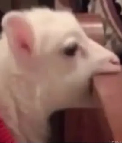 calada vence mas passa cada raiva ne...